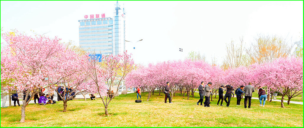 踏春 摄影 平安阁