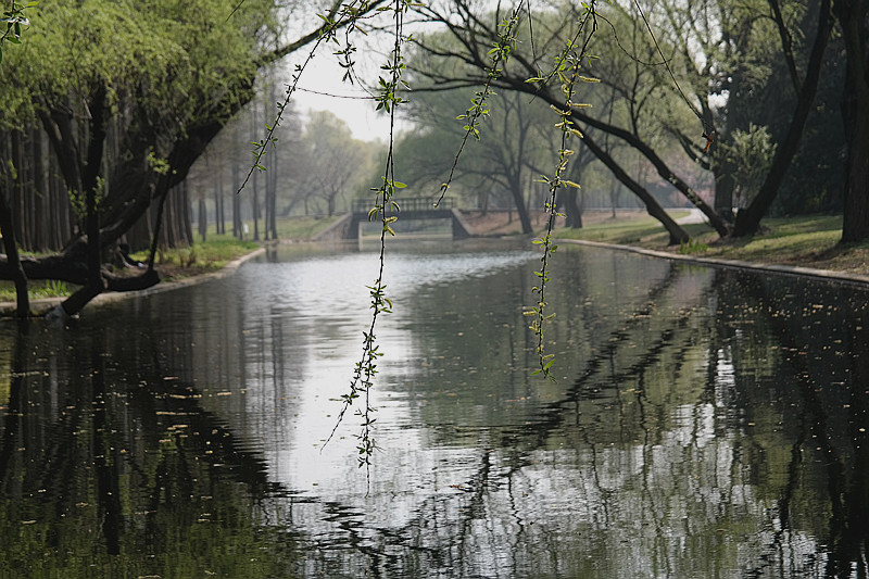 共青森林公园随拍--13 摄影 夜雨听蕉