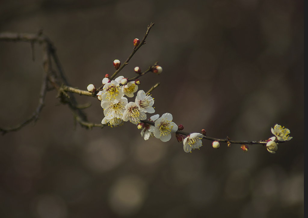 点点梅花寄清明 摄影 lingsu