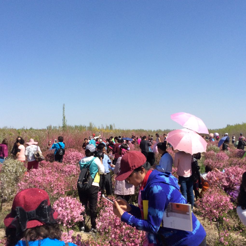 赏花 摄影 李枚芳1208