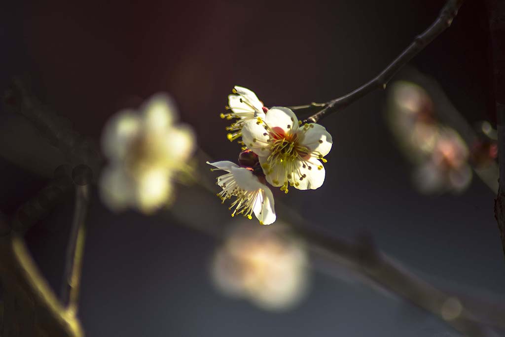 梅花透出春消息 摄影 lingsu