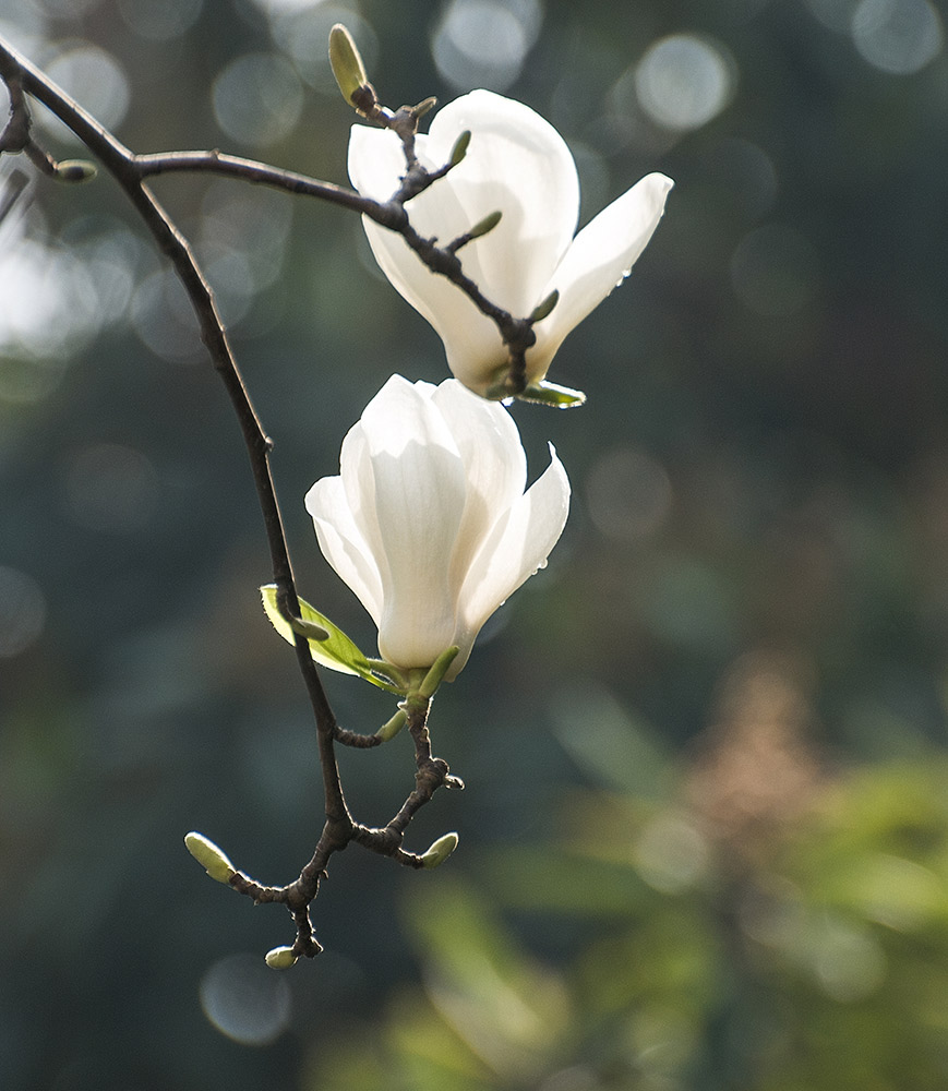 玉兰花开又一春  5 摄影 破老头