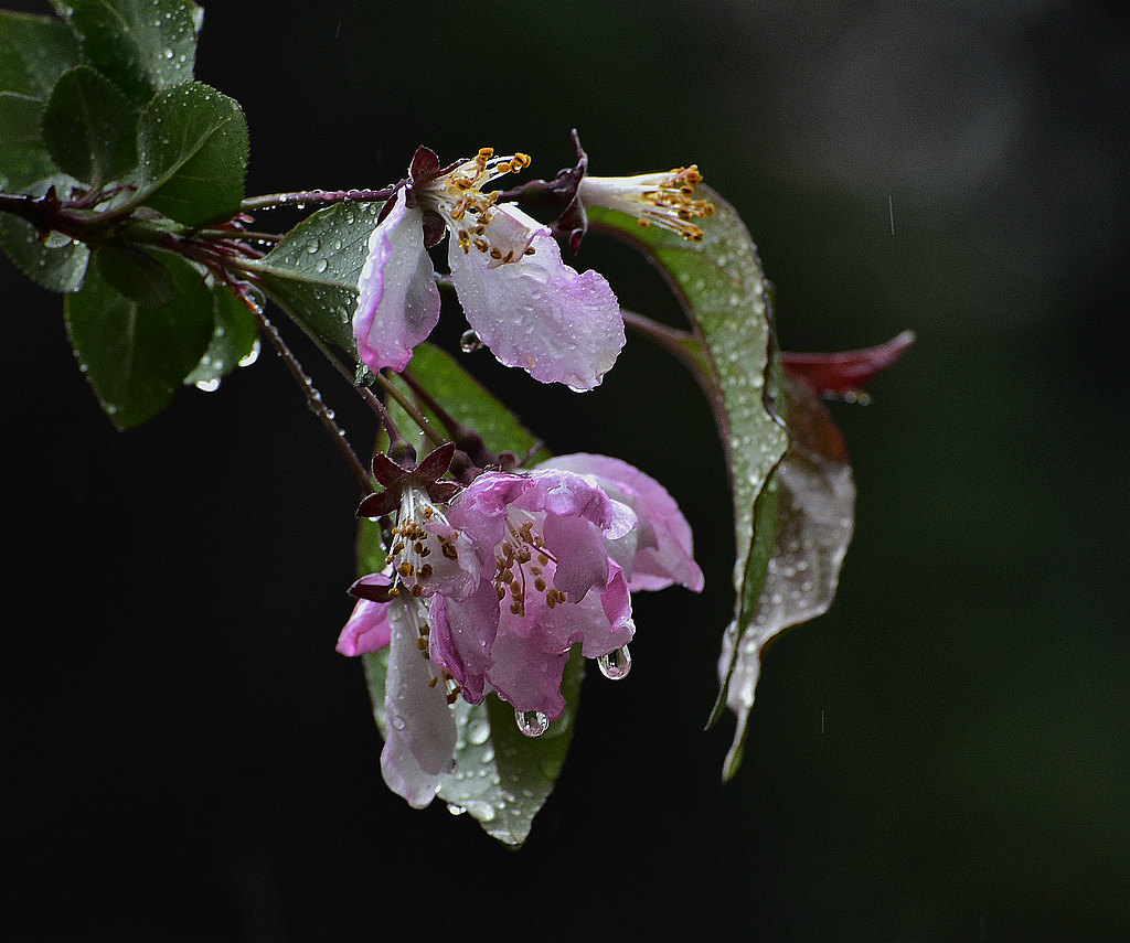 青岛雨中的海棠 摄影 qdzp