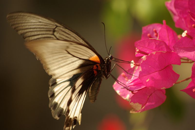 蝶恋花 摄影 月亮2008