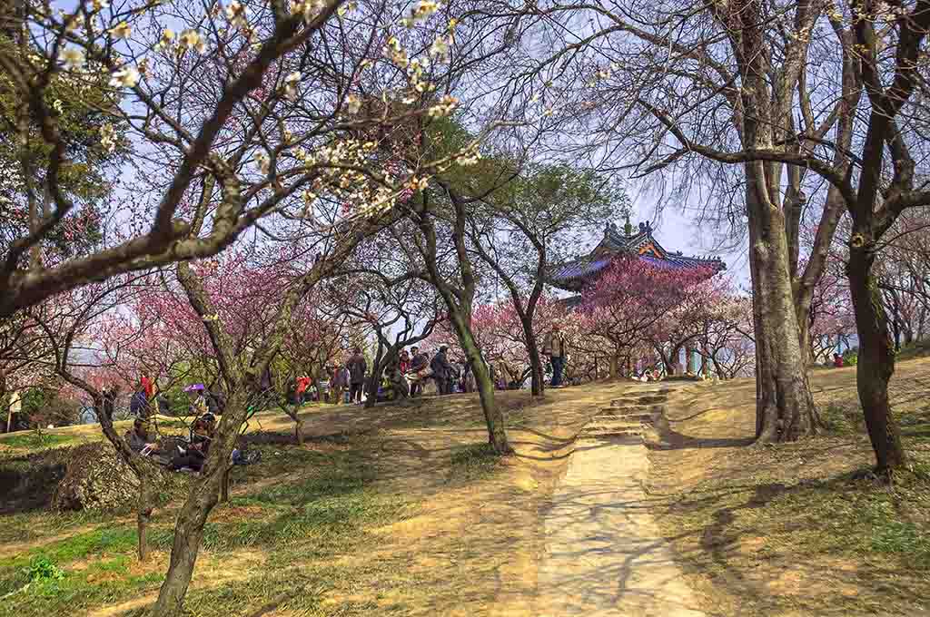 春到人间 摄影 lingsu