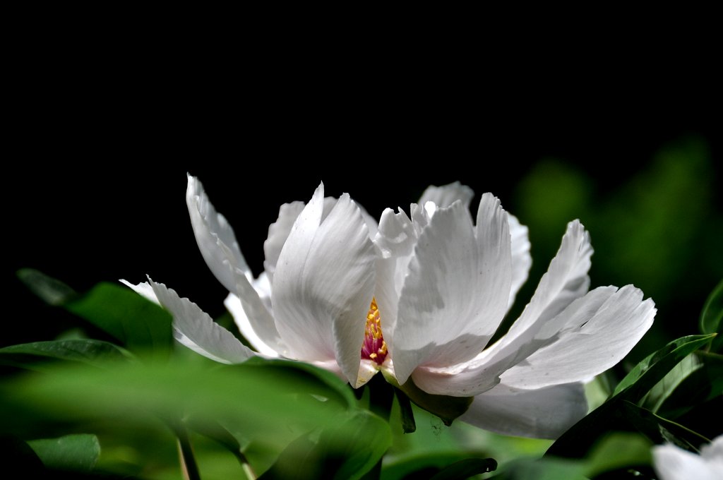 牡丹花开 摄影 秋雨