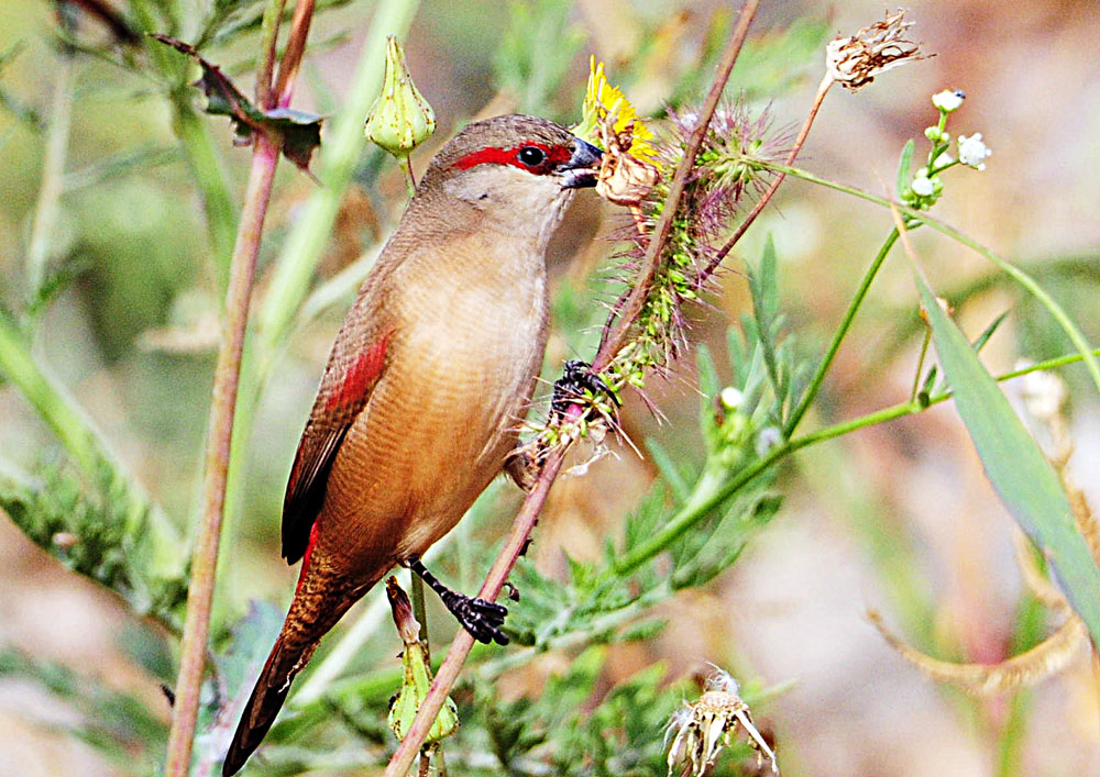 非洲小型小鸟系列《十二》赤腰梅花雀 摄影 科德