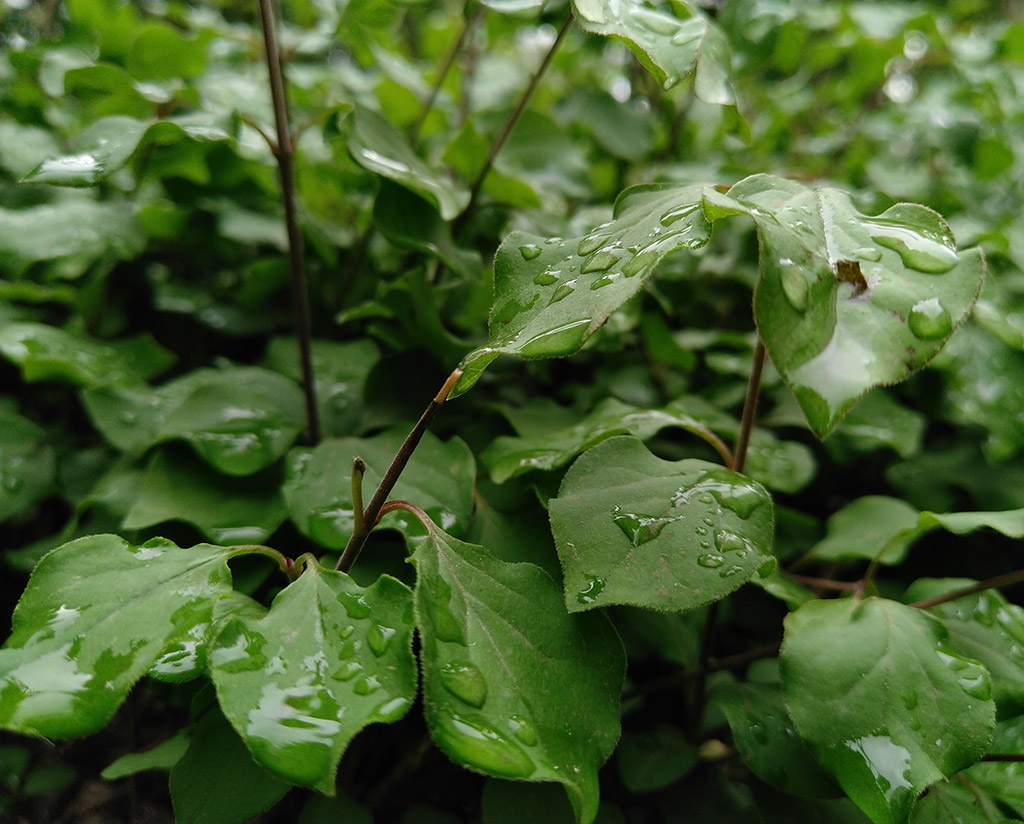 雨后 摄影 冯存翔