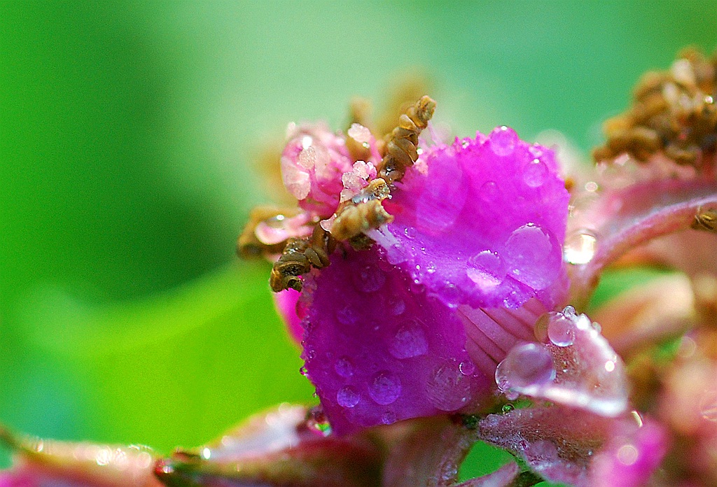 花蕾 摄影 胡里糊图