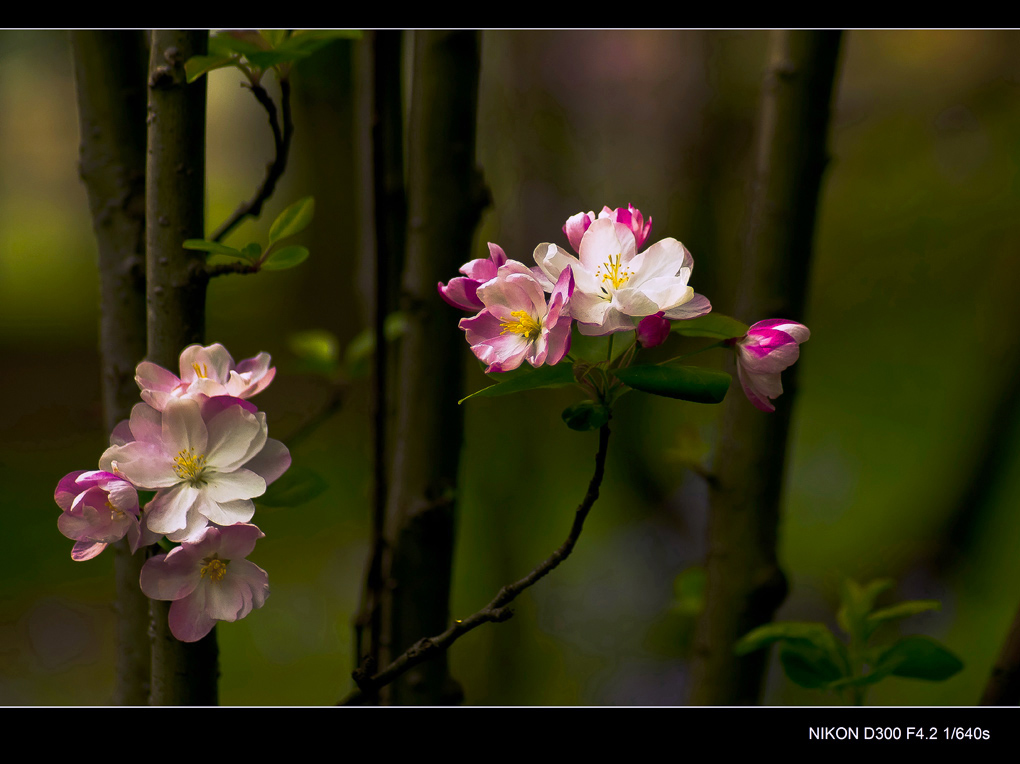 但得春花如许 摄影 lingsu