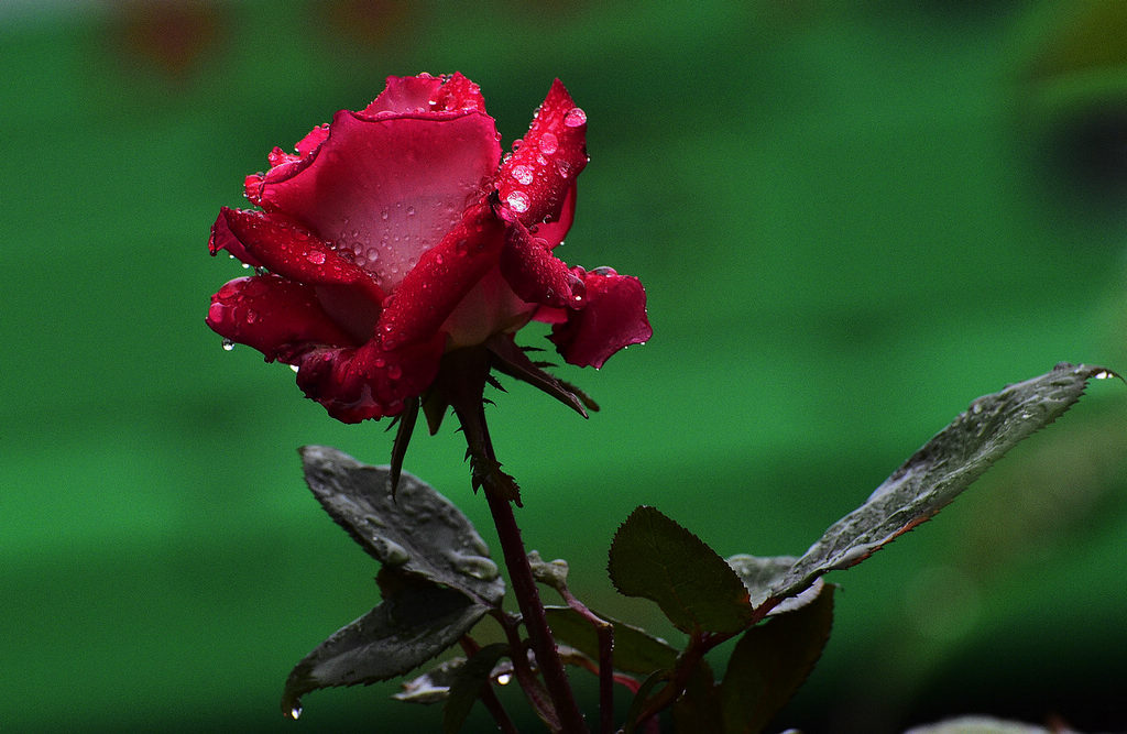 青岛雨中的月季花 摄影 qdzp