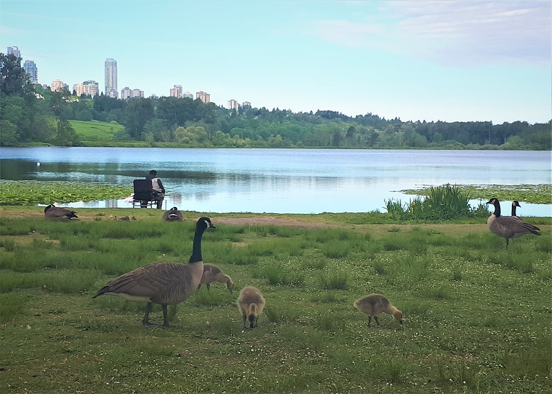 Deer Lake 晨跑 #9 摄影 徒手流浪