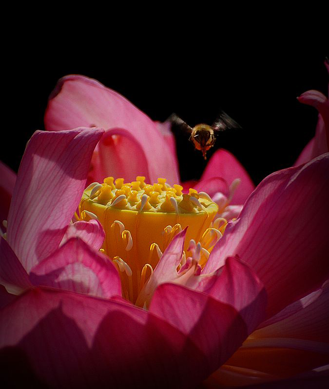 夏天的“芭蕾”…… 摄影 老格