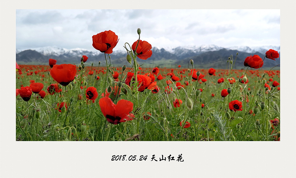 2018.05.24 天山红花 摄影 心有芊芊