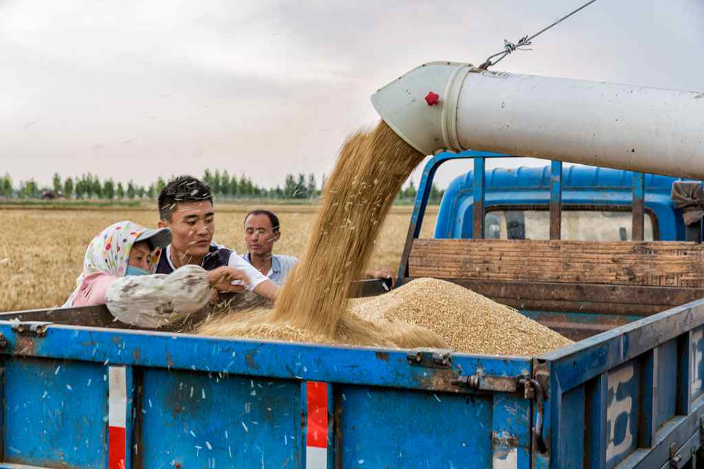 又到一年麦收时 摄影 bzwyc