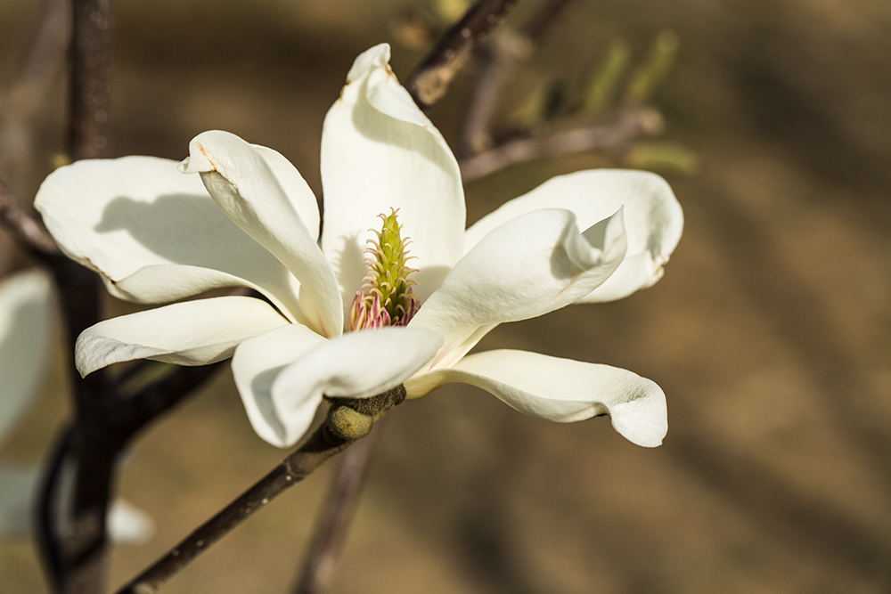 花2 摄影 鹤令长青