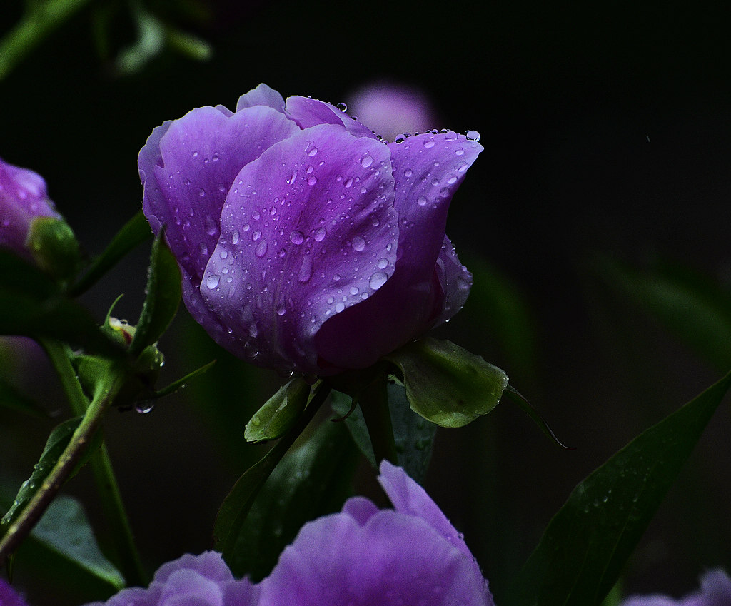 青岛雨中的芍药 摄影 qdzp