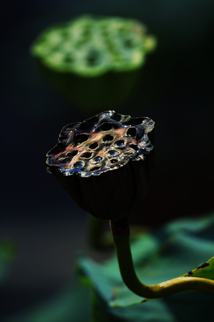 荷花【2】 摄影 段工
