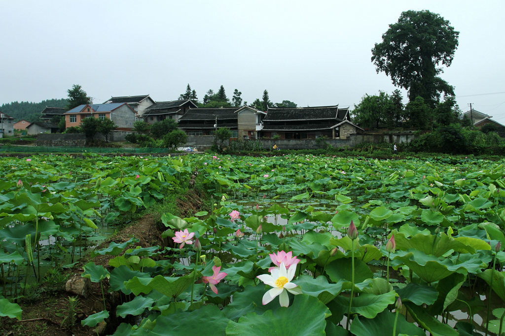 夏荷 摄影 寒心