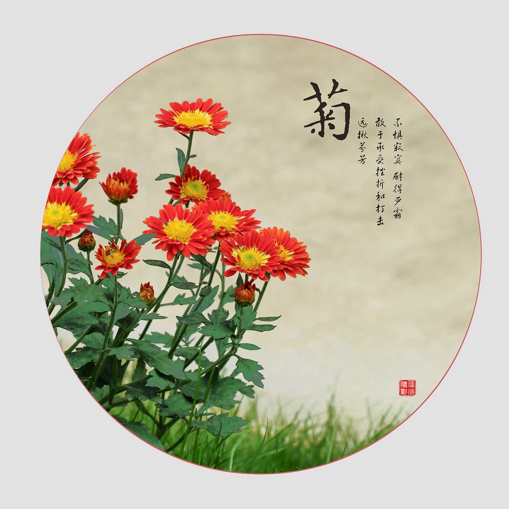 菊 摄影 gxlaopan