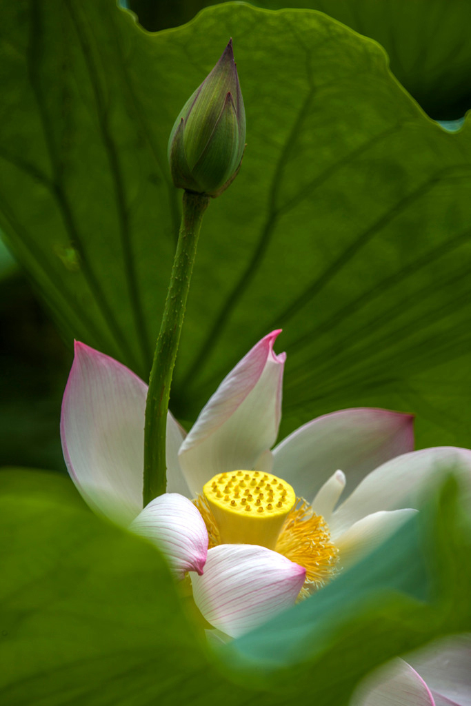 荷 摄影 紫莱卡