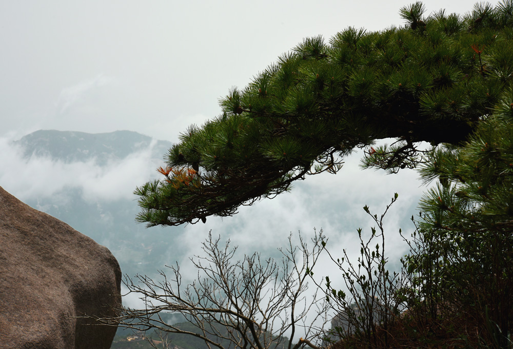 山松 摄影 沙弛