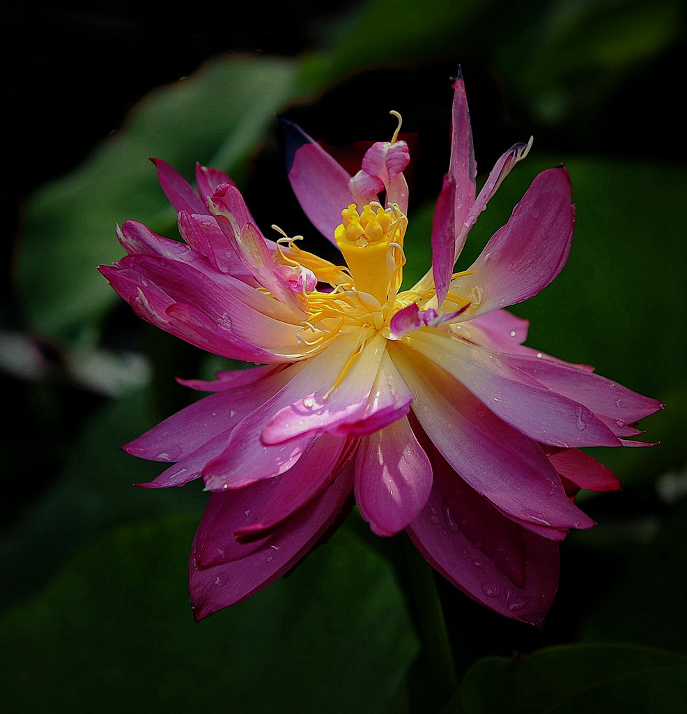 出水芙蓉 摄影 孤山梅云