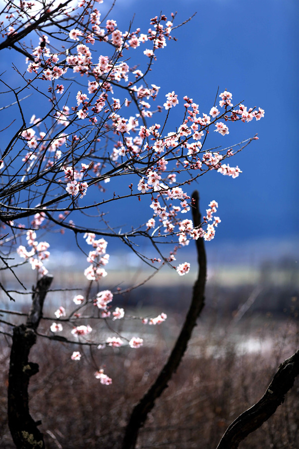 桃花依旧笑春风 摄影 QY_CANON