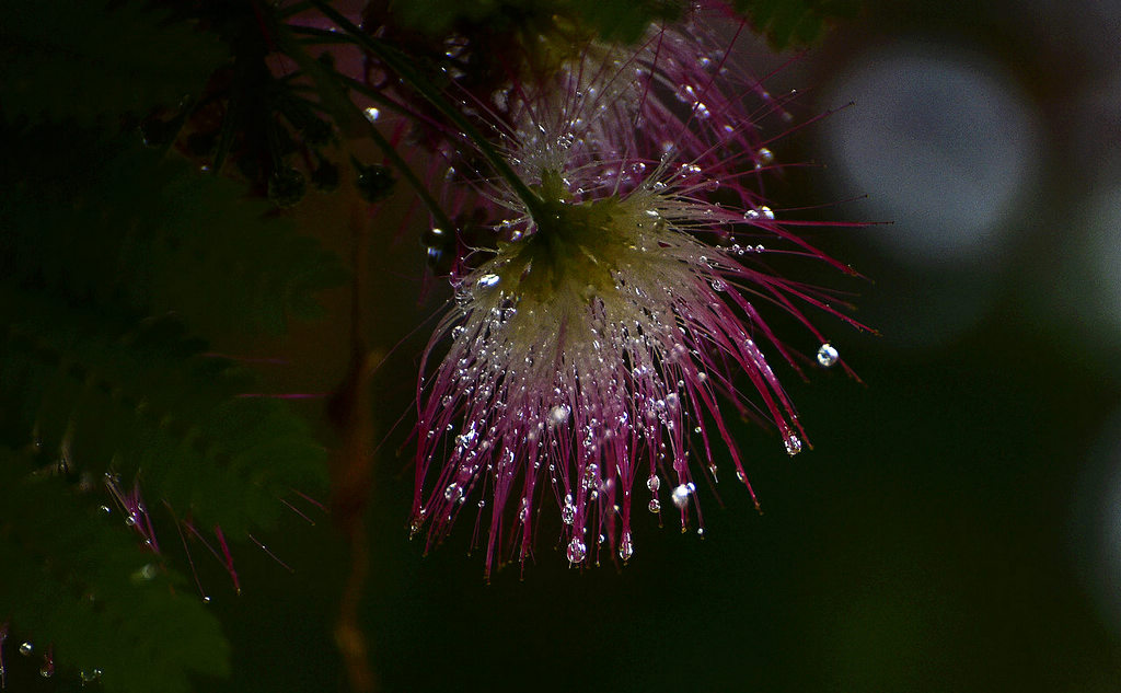 青岛雨中的合欢花 摄影 qdzp