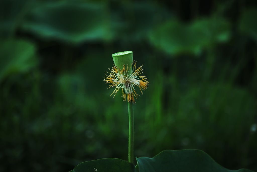 荷花今又开 摄影 buyuanfa