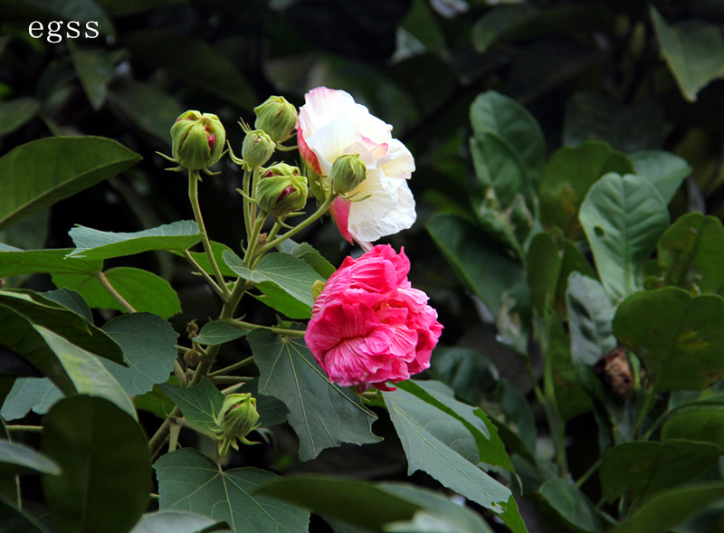 芙蓉花（3） 摄影 二杠三