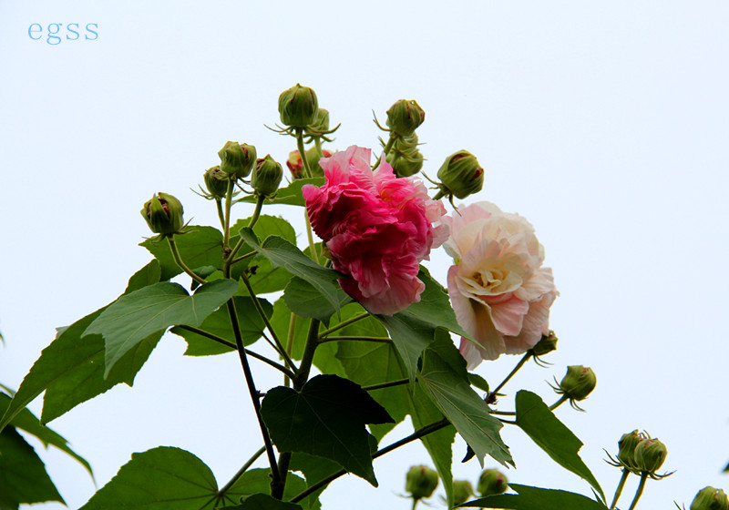 芙蓉花（1） 摄影 二杠三