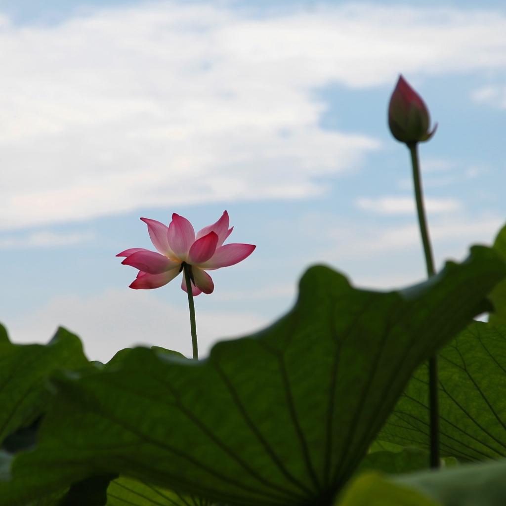 风华正茂 摄影 gufanyuanyin