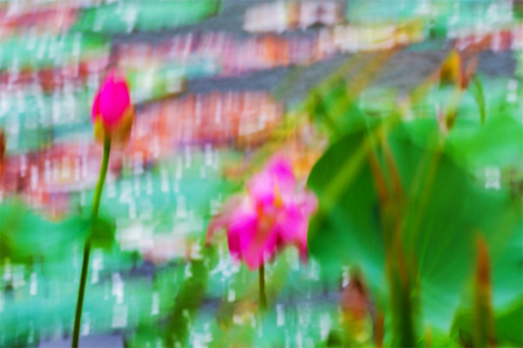 夏雨荷 摄影 平安阁