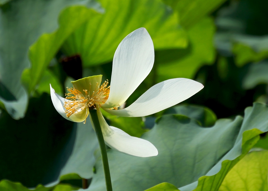 依然阳光 摄影 gufanyuanyin