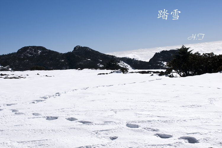 踏雪 摄影 水中月521