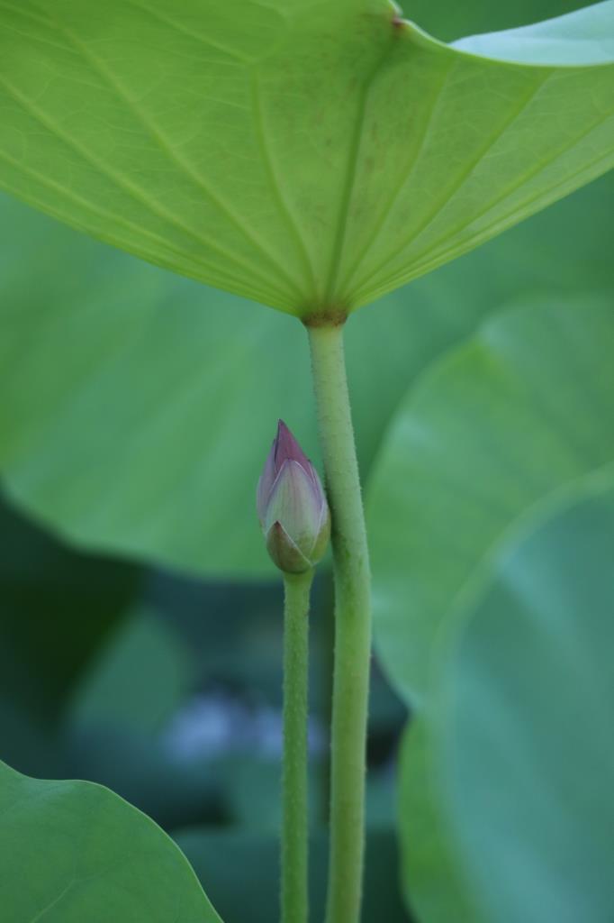 《高邮荷花》之二 摄影 西西里