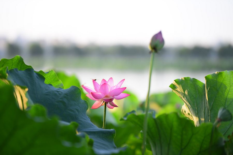 西湖荷花 摄影 恍若月光