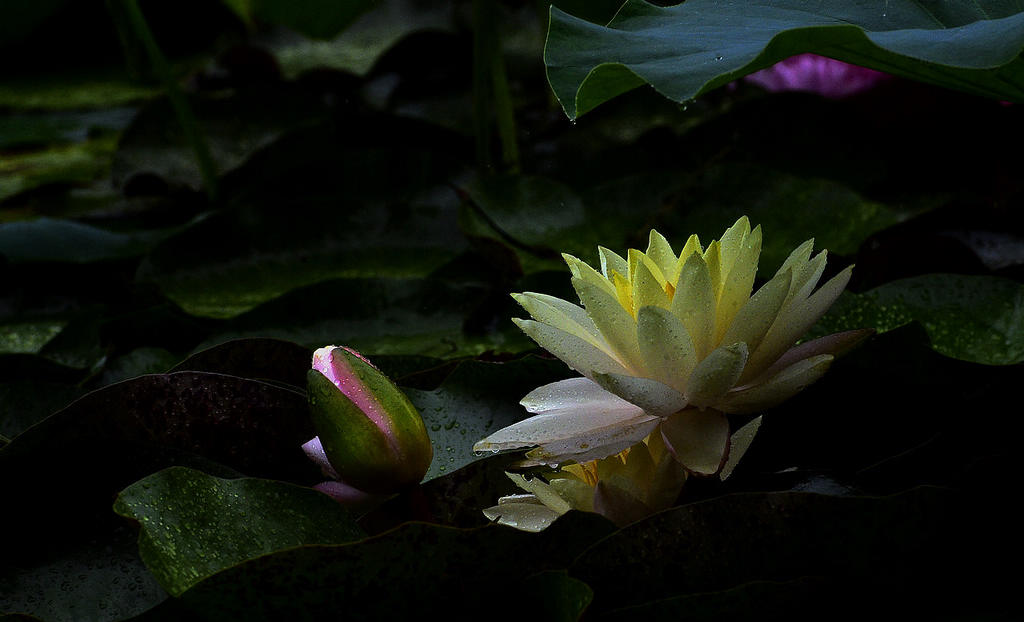 青岛雨中的莲花 摄影 qdzp