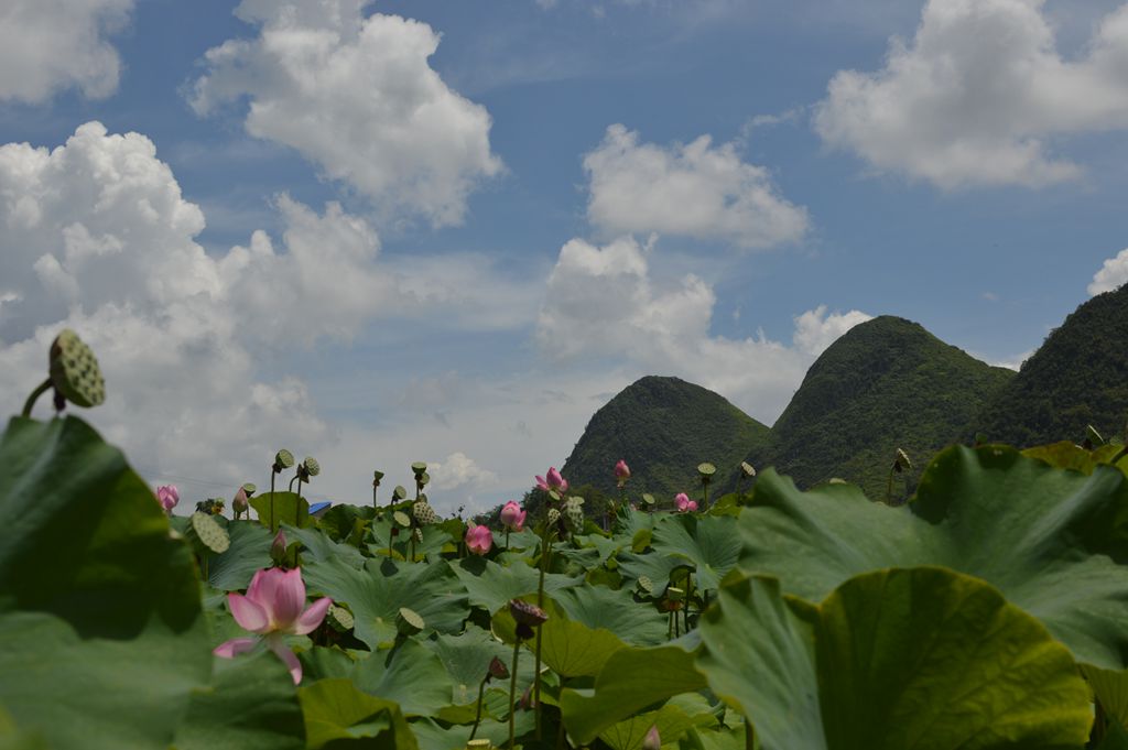 花开花谢 摄影 buyuanfa