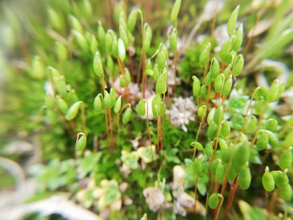 苔藓植物 摄影 蝶梦