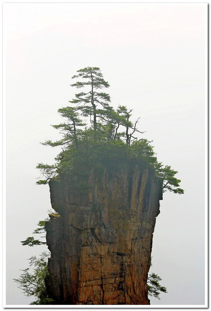 奇峰秀松 摄影 山野樵夫