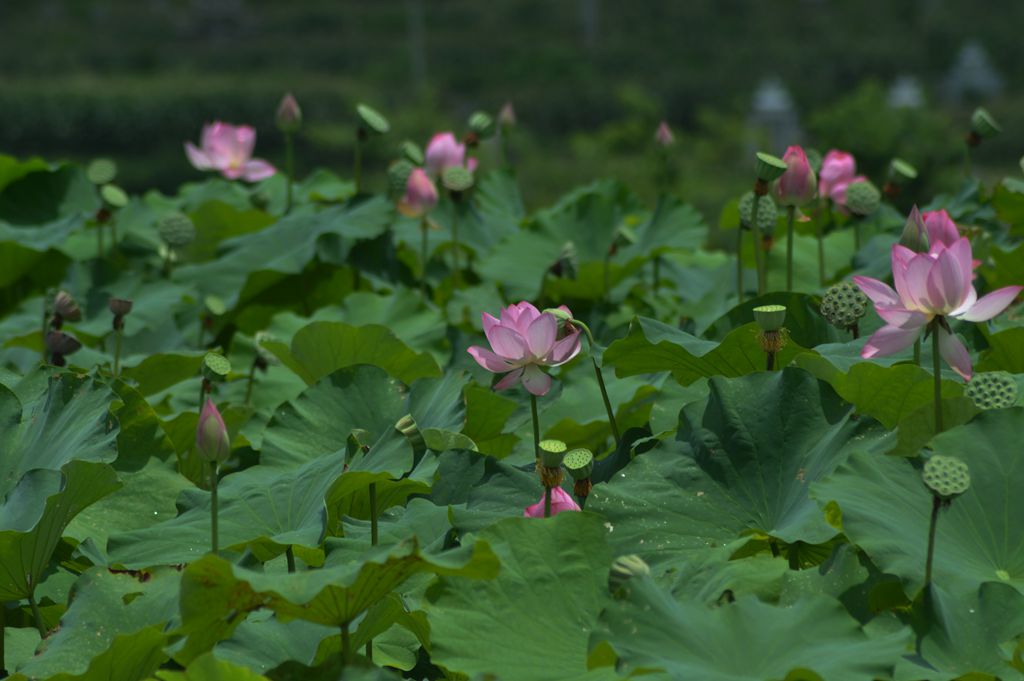 花开有谢时 摄影 buyuanfa