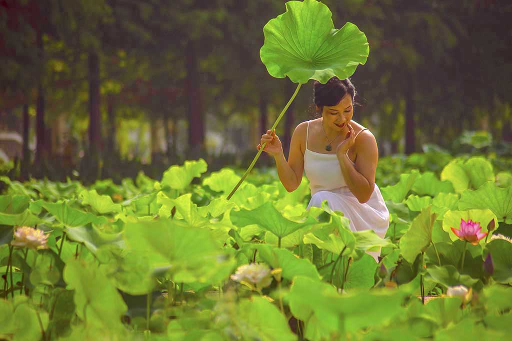 芙蕖盈盈 摄影 lingsu