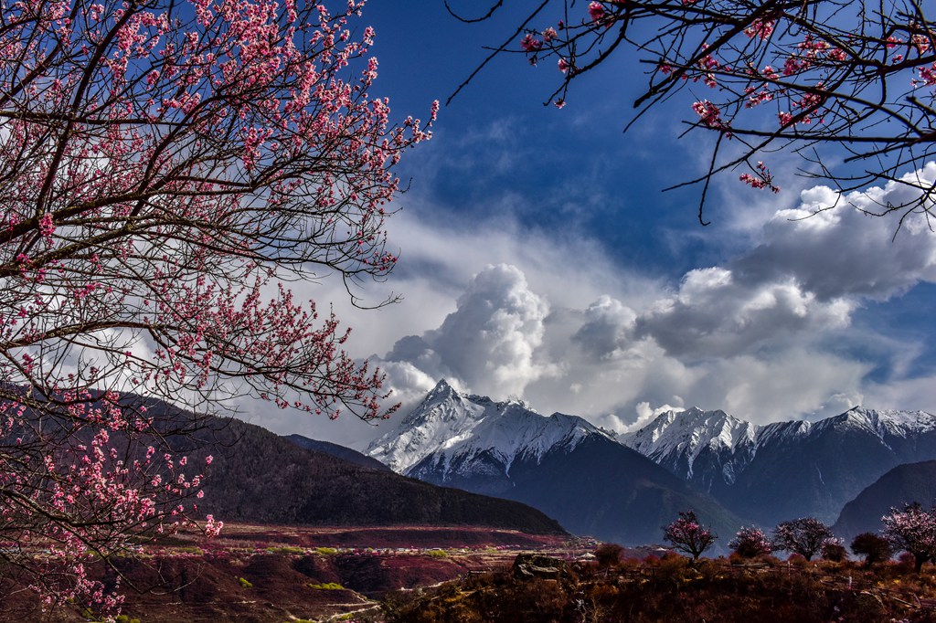 雪山桃花 摄影 xhrgyzyz