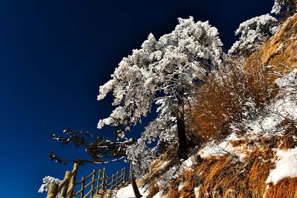 老君山雪松 摄影 xhrgyzyz