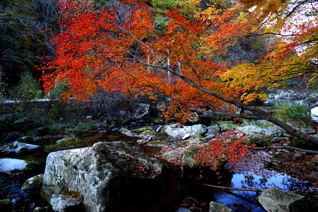 東北大石湖紅葉林 摄影 与众不同