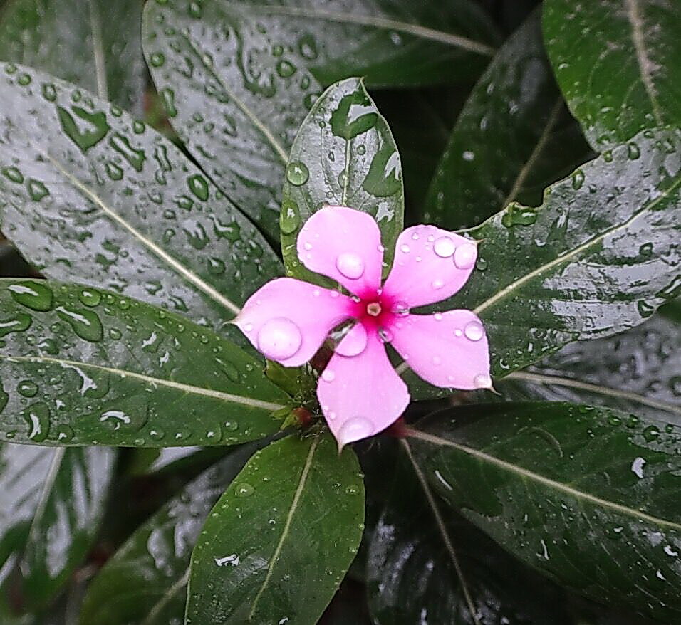 花 摄影 王大任