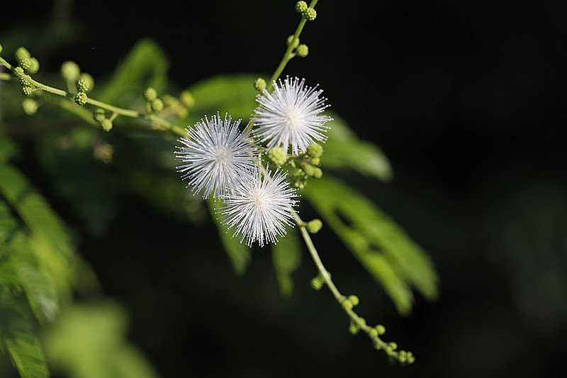 小花绚烂正开时2 摄影 独品63