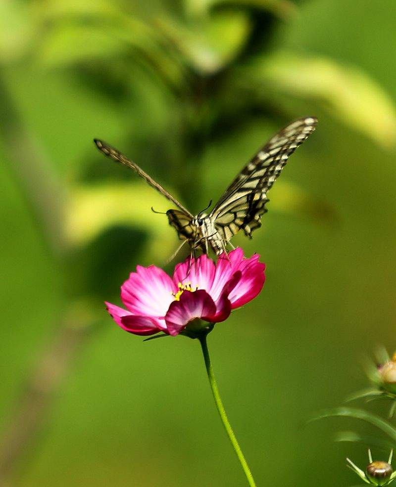 蝶恋花 摄影 shiyanmoxian